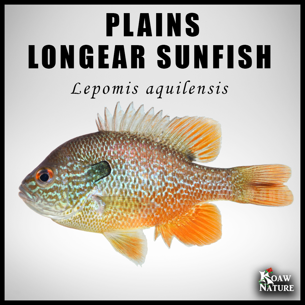 Koaw's Sunfish Identification Guide — Koaw Nature